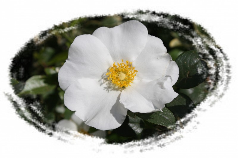 2.13.4.8��ʯ��԰ 036_conew2.jpg