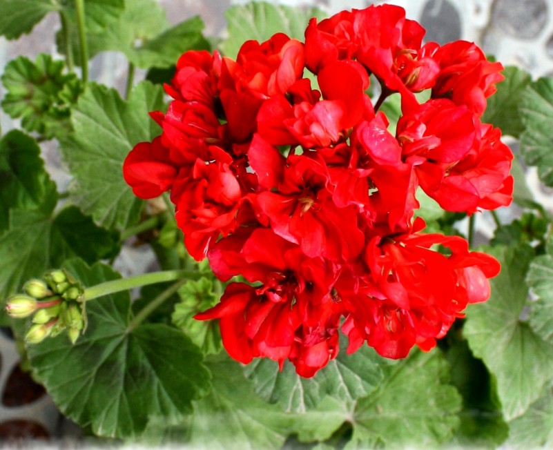 2.13.4.8��ʯ��԰ 045_conew2.jpg