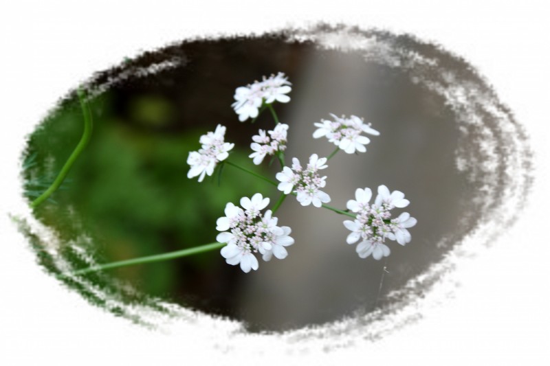 2.13.4.8��ʯ��԰ 050_conew3.jpg