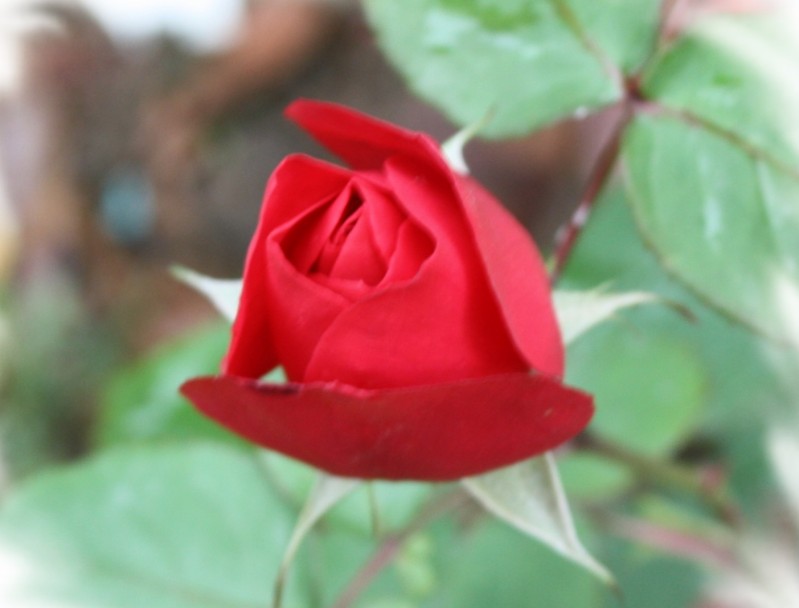 2.13.4.8��ʯ��԰ 062_conew2.jpg