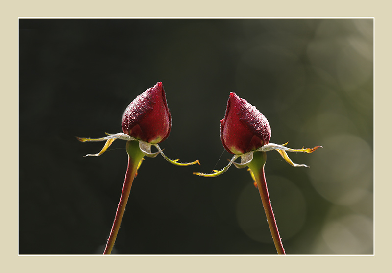 _D4A6493 ����.jpg