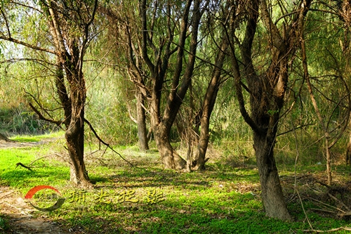 DSC03367_���� - ����.jpg