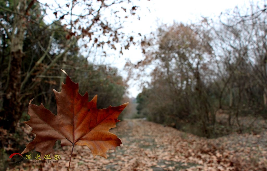 ��Ҷ (��).jpg