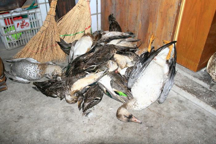 [ԭ��]ʯ�ʺ����㻨������������ϲ�б����о�����