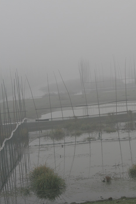 [ԭ��]ʯ�ʺ����㻨������������ϲ�б����о�����