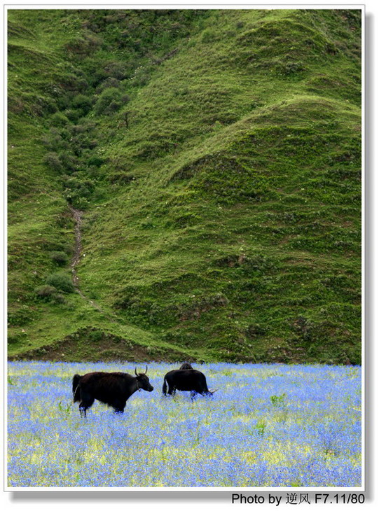 �������  ����������ּ� ����......