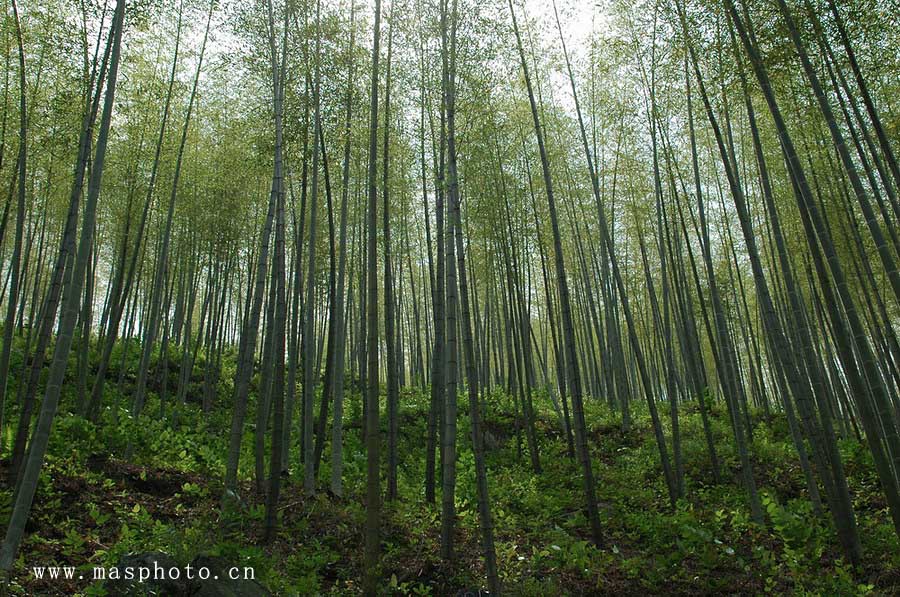 [ԭ��]�Ƴ�����  ���߱���