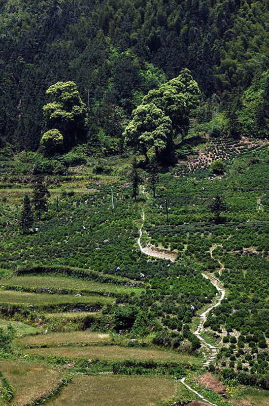 [ԭ��]�Ƴ�����  ���߱��ģ�4����ȥ�����·��