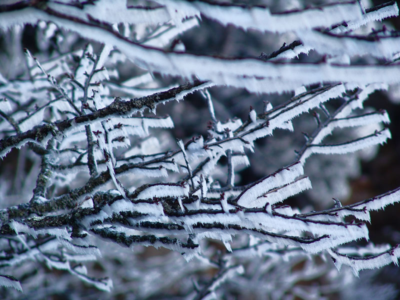 ��������������һ��ѩ