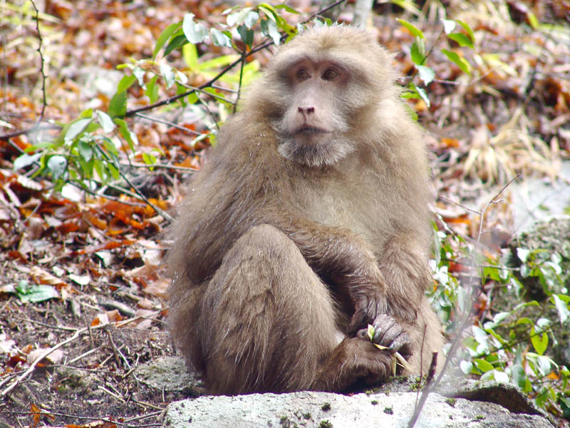 ��������������һ��ѩ