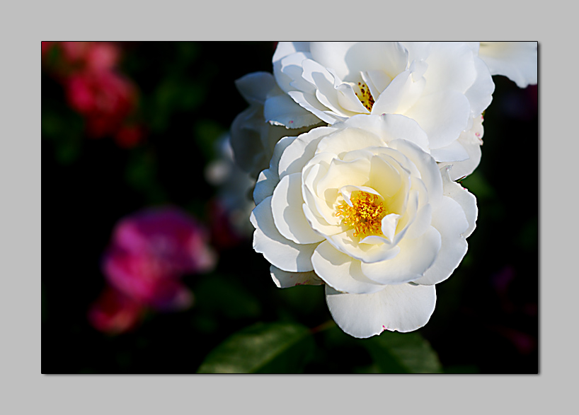 5.11������ģ�һ��