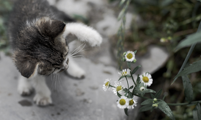 [��ͼ]���� ���