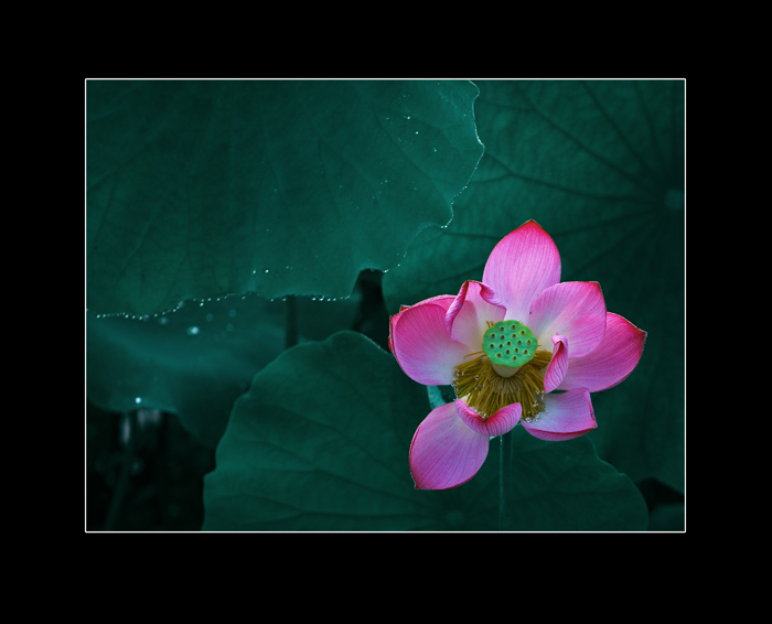 [ԭ��]���ܺɻ�