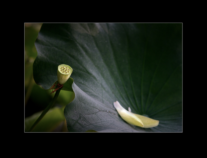 [ԭ��]���ܺɻ�