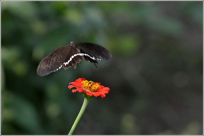 ߮���������μ�