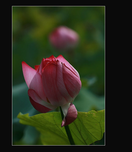 [������Ӱ]��