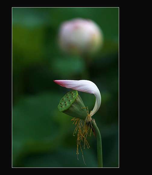 [������Ӱ]��