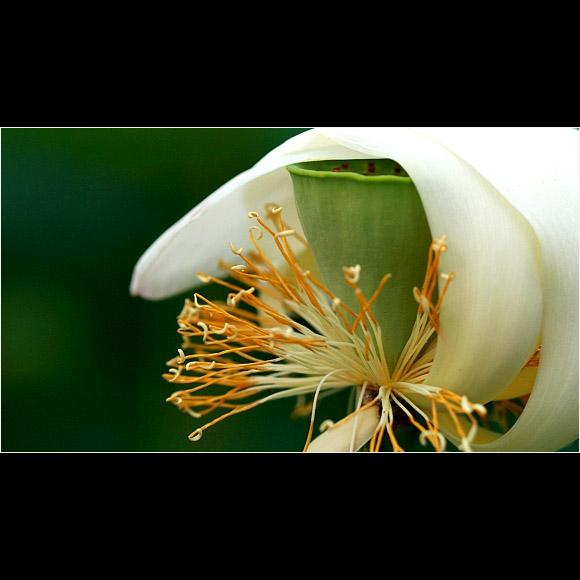 [������Ӱ]��