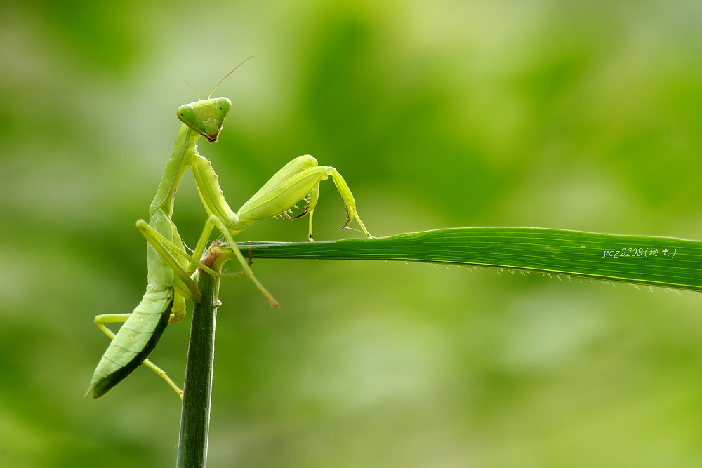 [ԭ��]������ˣ�����