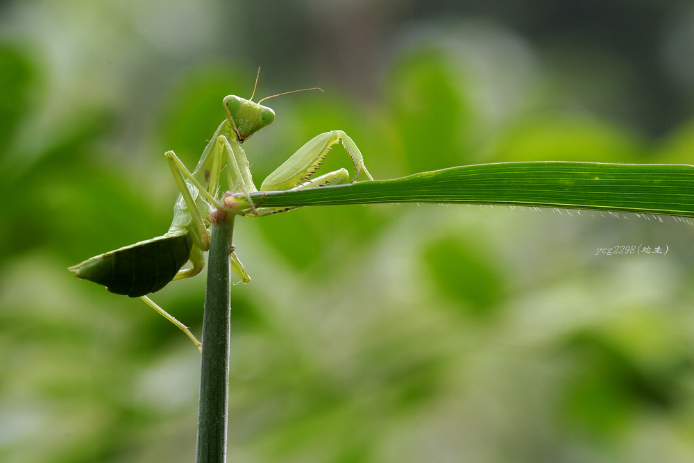 [ԭ��]������ˣ�����