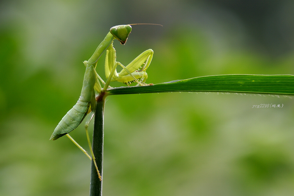 [ԭ��]������ˣ�����