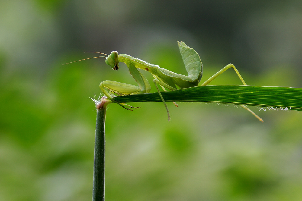 [ԭ��]������ˣ�����