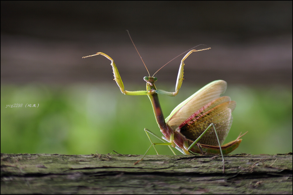 [ԭ��][ԭ��]������ˣ����루�����У�