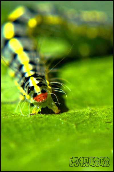 ���� _ASC6080.jpg