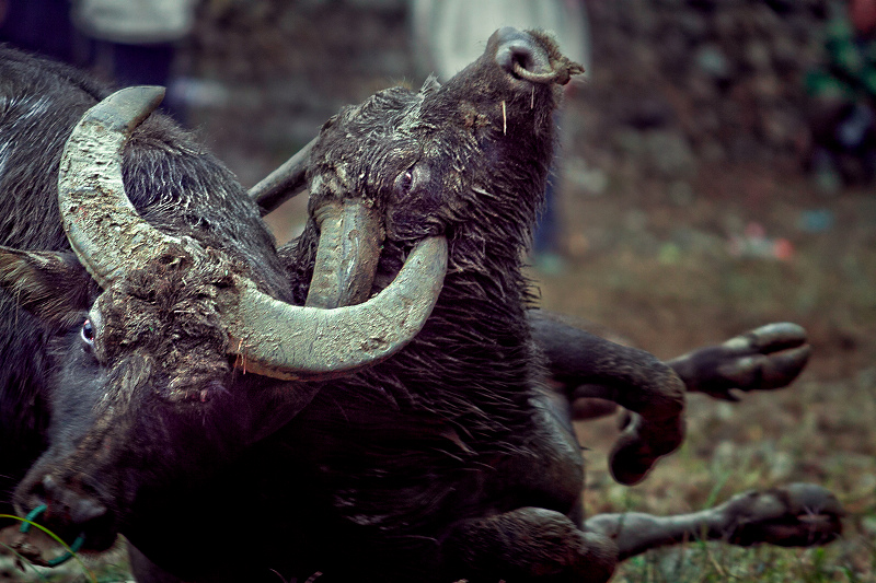 ��³��ţ (2).jpg