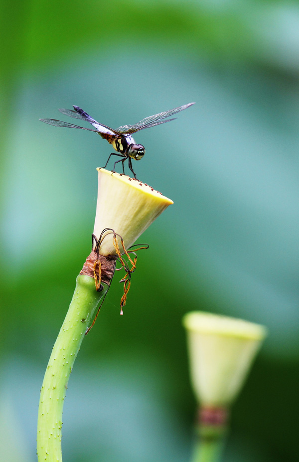 IMG_0110 ����.jpg