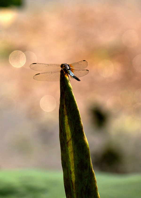 IMG_117 ����.jpg