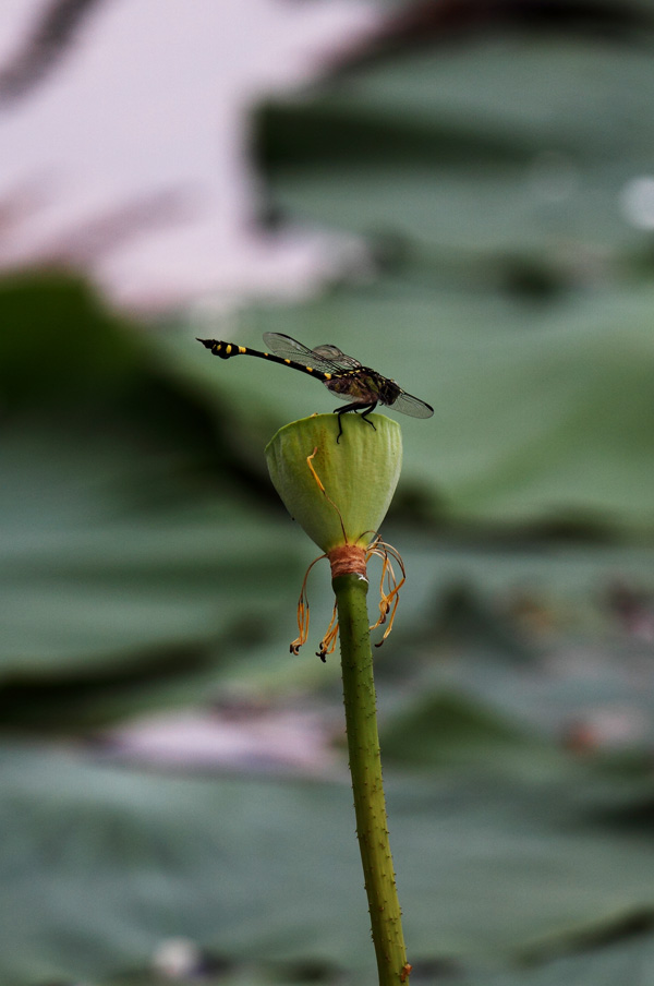 _MG_2634 ����.jpg