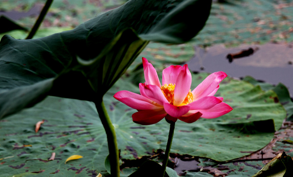 _MG_2598 ����.jpg