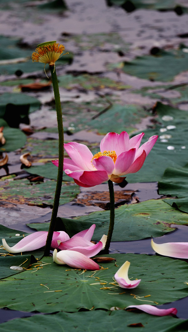 _MG_2591 ����.jpg