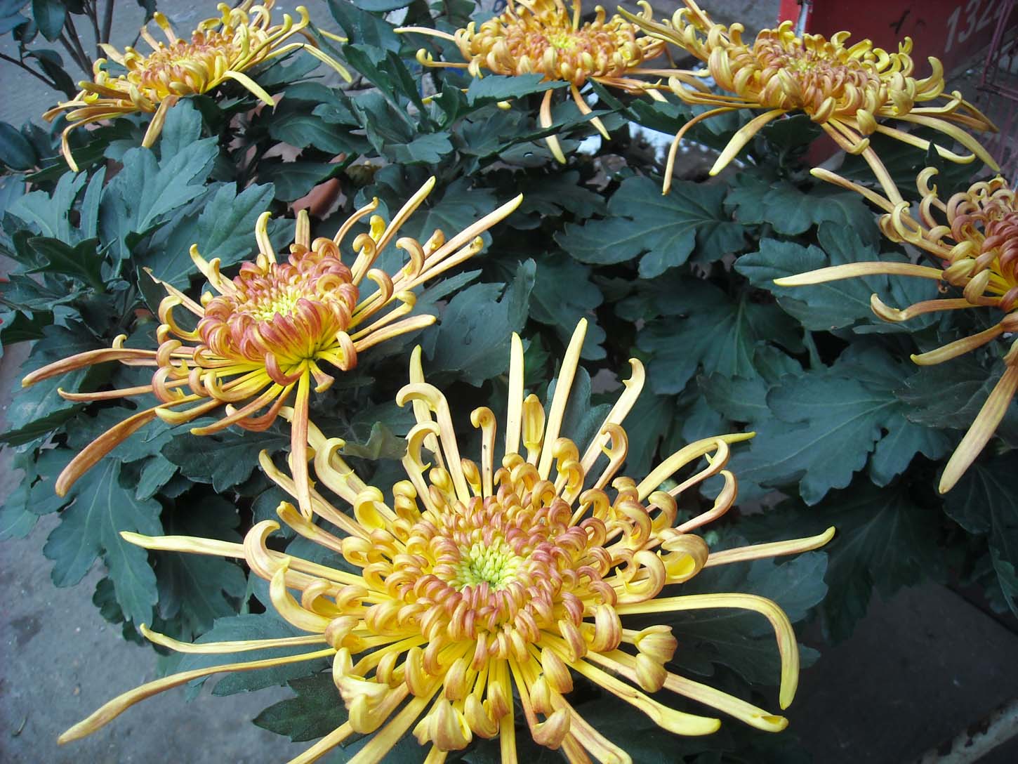 �紺����ҵ 006.jpg