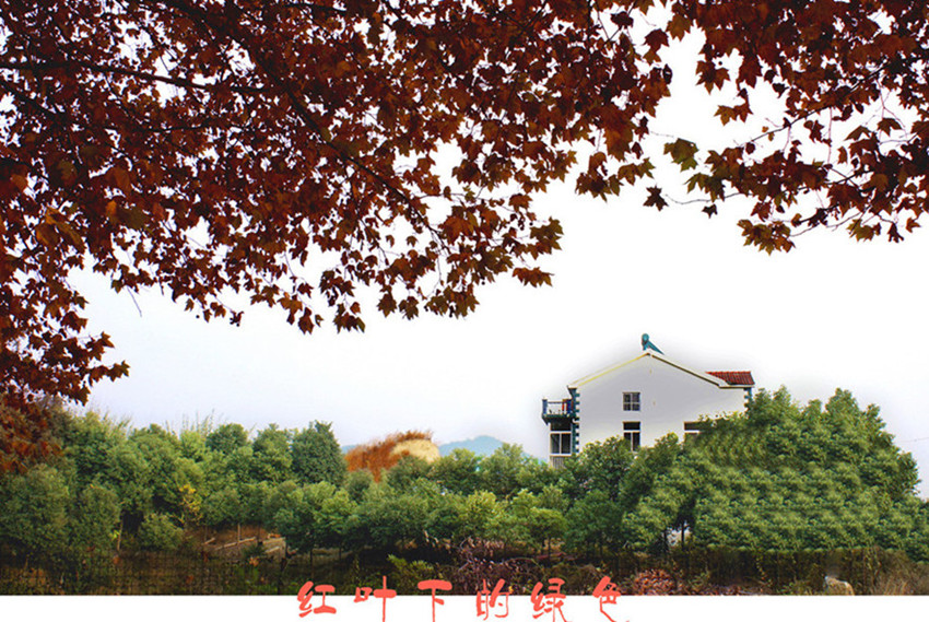 ���� _DSC��Ҷ�µ���ɫ3793_��_����_����_����_����.jpg