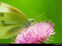 ��Ұ����