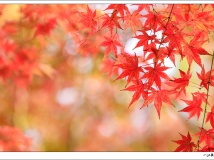 ˪Ҷ���ڶ��»�