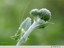 ��ɫ��С����