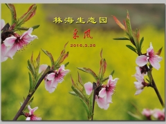 ���ֺ�������̬��Ӱ����2016�ɷ�����[����]